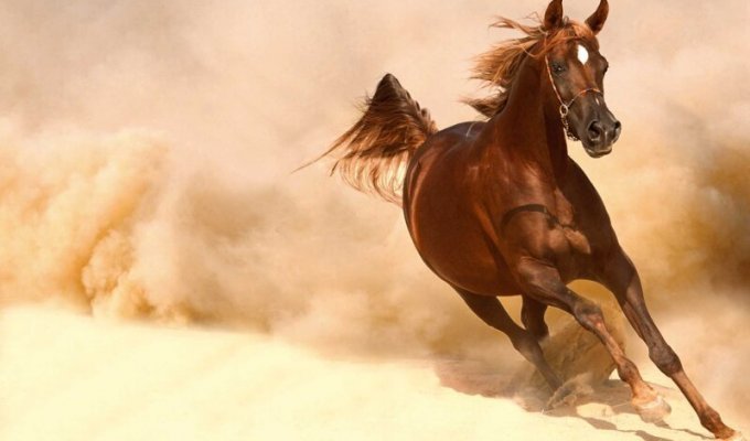 Почему загнанную лошадь убивают? (2 фото)