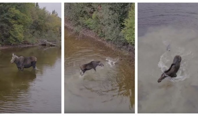 Канадцу удалось заснять впечатляющую водную схватку лося с волком (2 фото + 1 видео)