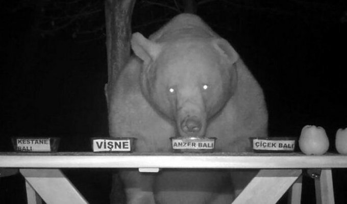 Пасечник из Трабзона проверил качество мёда на медведях (5 фото + 1 видео)