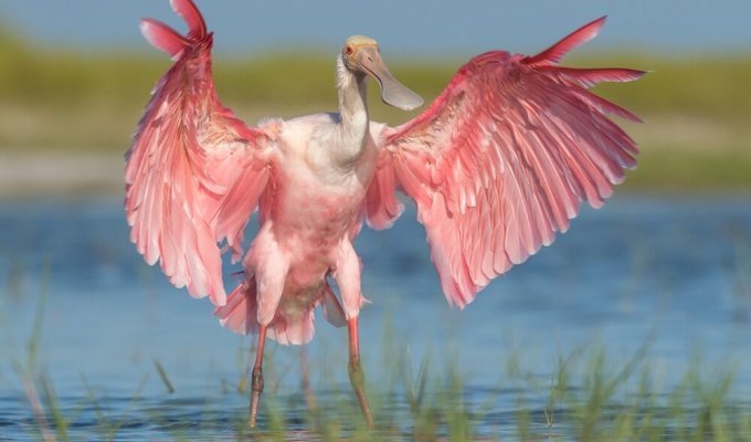 Розовая колпица: килограмм перьев за 100 000$ (9 фото)