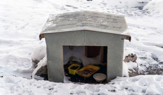 Пара построила домик для бездомных котов (6 фото)