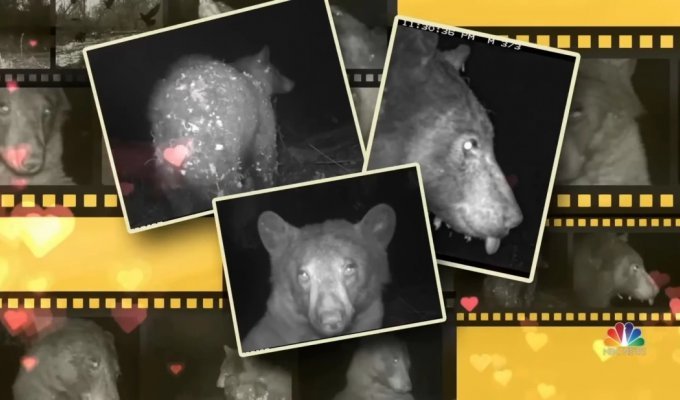 Любопытный медведь сделал 400 «селфи» с помощью фотоловушки в лесу (4 фото + 1 видео)