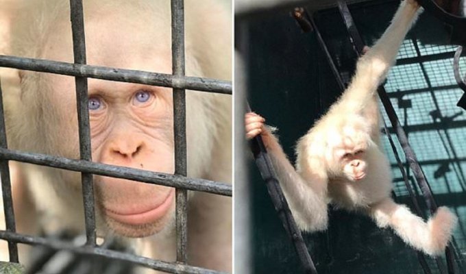 Единственный в мире орангутан-альбинос получит во владение целый лес (7 фото + 1 видео)
