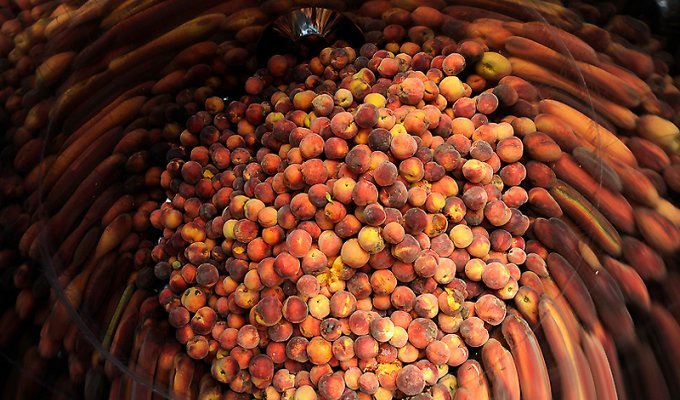 Изготовление персикового бренди (13 фото)