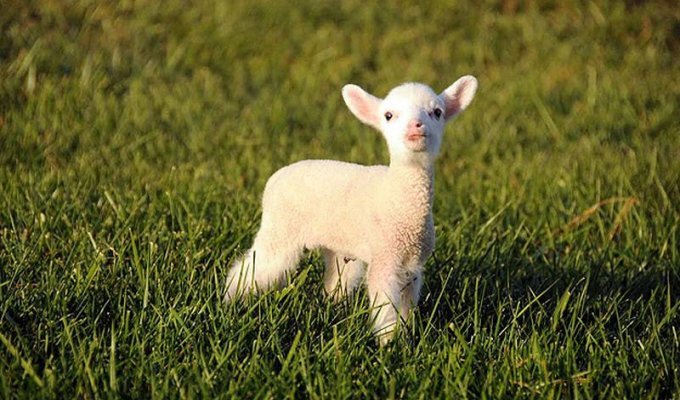 Очаровательная овечка Мейзи (35 фото)