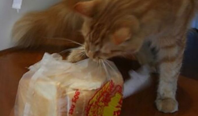 Наконец-то стало известно, почему кошки едят хлеб! (8 фото + 1 видео)