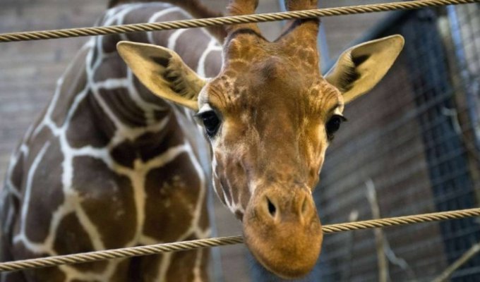 Жестокое убийство жирафа Мариуса сотрудниками зоопарка в Дании (13 фото) (жесть)