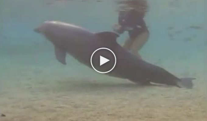 Рождение дельфиненка на Гаваях