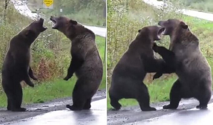 Когда медведи дерутся, волк не мешается! (7 фото + 1 видео)
