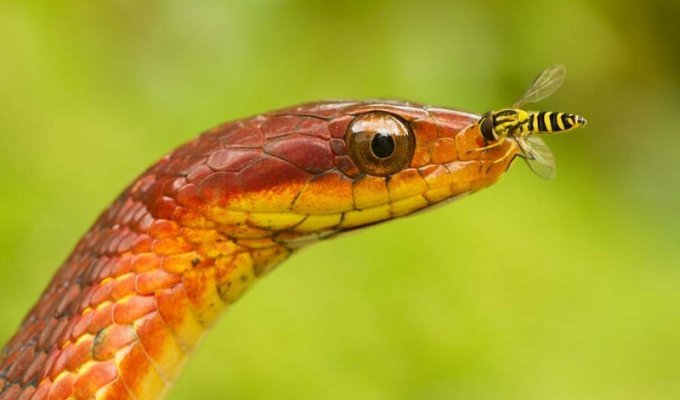 50 восхитительных змей (50 фото)