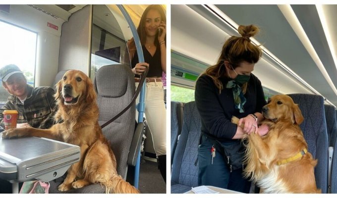 Очаровательный золотистый ретривер всегда находит новых друзей в поезде (18 фото + 1 видео)
