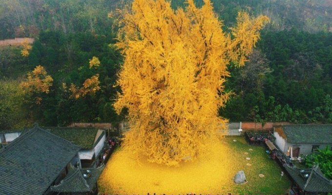1400-летнее дерево гинкго (3 фото)