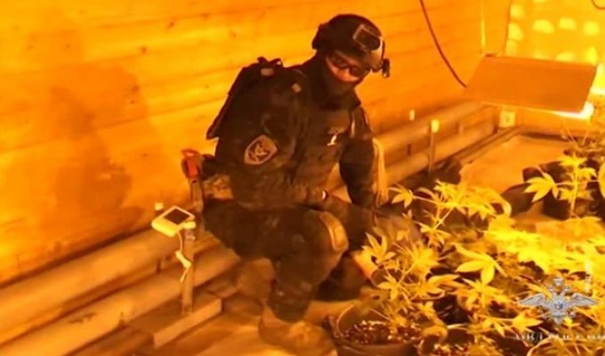 В Архангельске оперативники взяли на абордаж плавучую плантацию марихуаны (2 фото + видео)