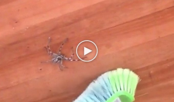 Как австралийские пауки развлекают местных жителей