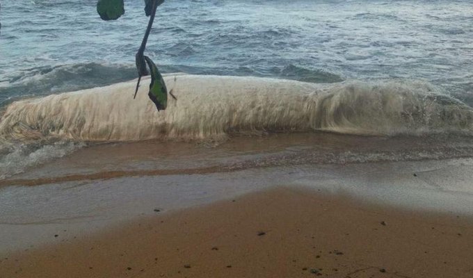 К берегам Филиппин выбросило огромное волосатое существо (4 фото)