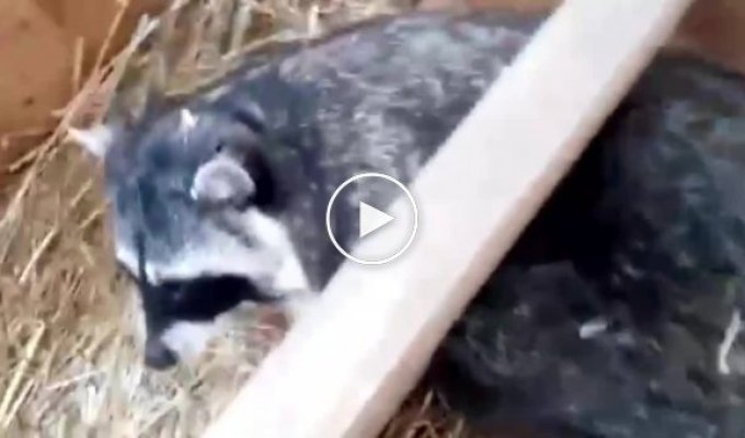 Упитанные еноты из Московского зоопарка приготовились к зимней спячке