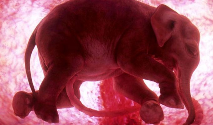 Эмбриональные фотографии животных (13 фото)