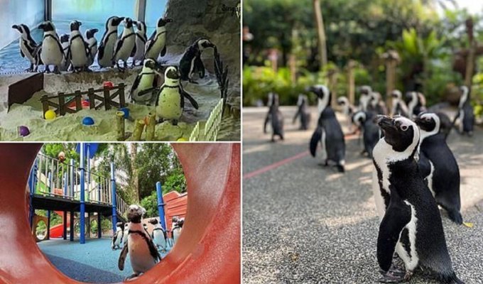 Пингвины из Сингапурского зоопарка сходили на экскурсию (8 фото + 1 видео)