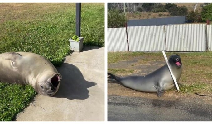 Тюлень терроризирует маленький городок в Австралии (12 фото)