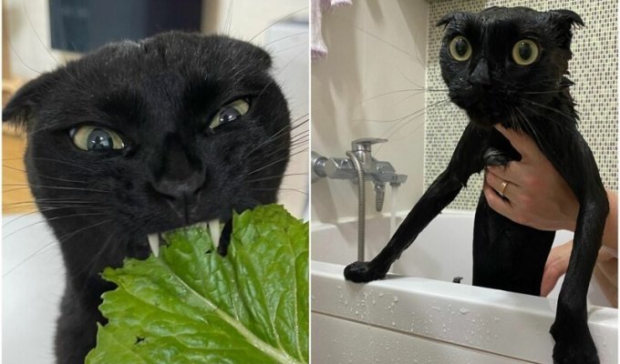 Чёрный котяра стал знаменитостью Инстаграма - и смешит тысячи людей (30 фото)