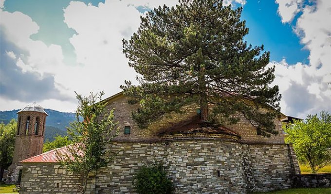 Природа взяла верх: столетнее дерево проросло через старую церковь (7 фото)
