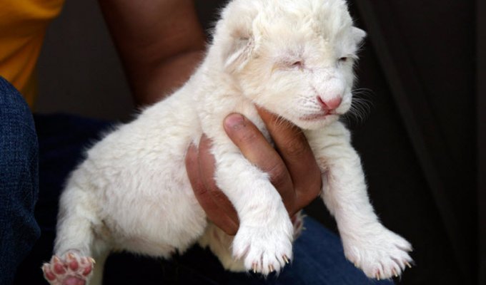 В зоопарках по всему миру родились белые хищные котята (12 фото)
