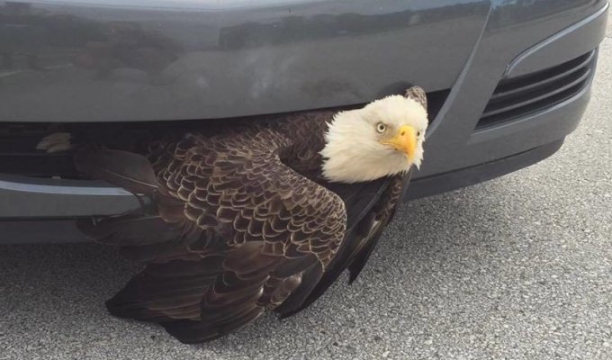 Белоголовый орлан застрял в решетке автомобиля (6 фото)