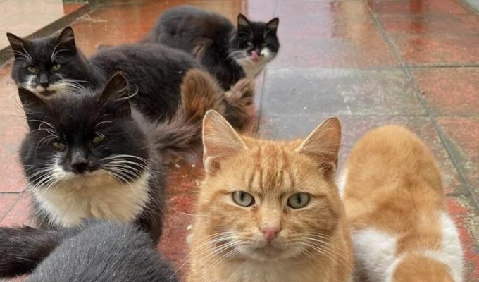 Орда одичавших кошек нарушила спокойствие шотландского острова Барра (7 фото)