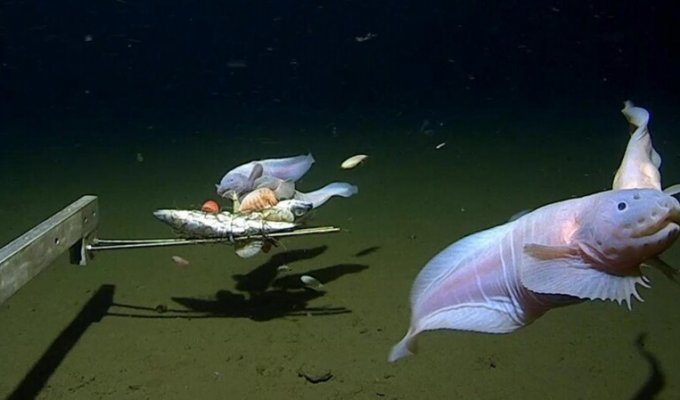 Засняли на глубине 8336 м: обнаружена самая глубинная рыба на планете (3 фото + 1 видео)