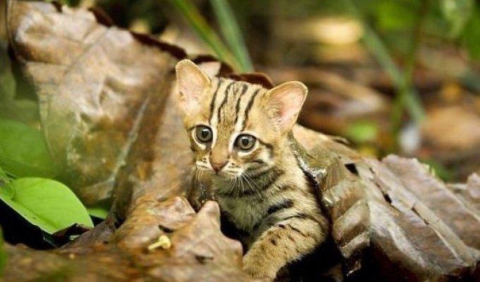 Потрясающую ржавую кошку размером с ладонь засняли в джунглях (5 фото + 1 видео)