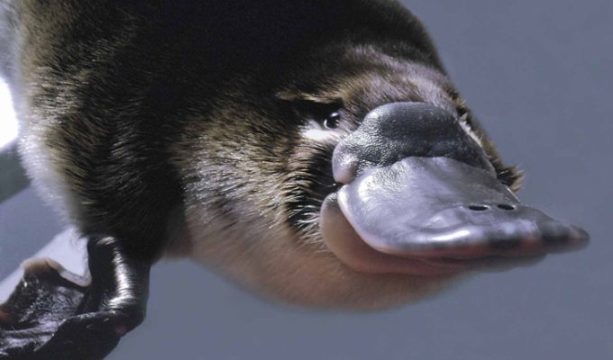 Утконос - самое необычное млекопитающее (20 фото)