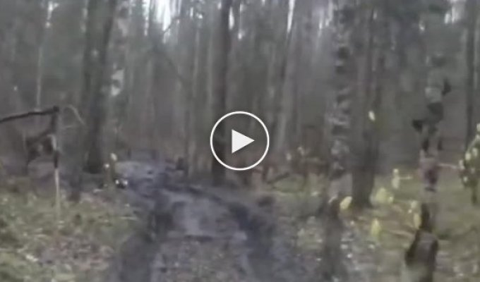 Лесной каратист получил сдачи от дерева