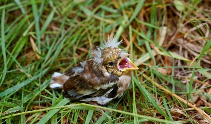 Не трогайте «выпавшего» птенца, если нашли его весной на земле (7 фото)