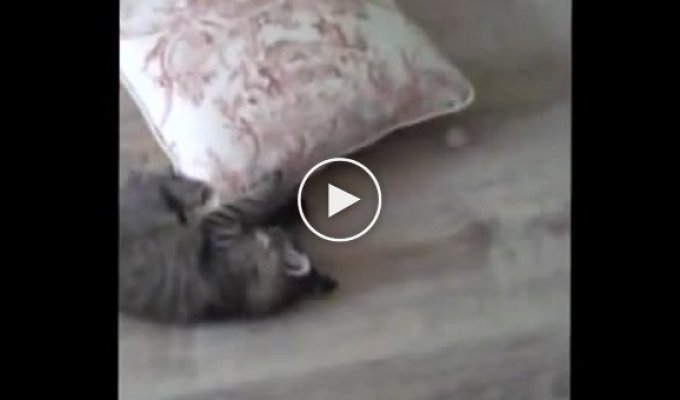 Кот и подушка