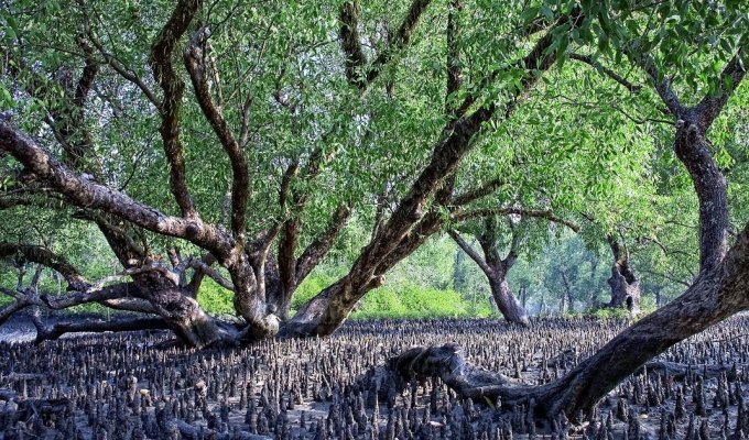 Сундарбан — самый большой вечнозелёный лиственный лес планеты Земля (11 фото)