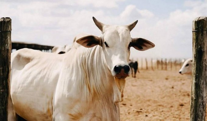 Самая дорогая корова в мире стоит - 4 миллиона долларов