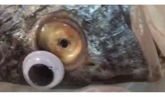 Министерство торговли Кувейта закрыло магазин, где тухлой рыбе приделывали игрушечные глаза (3 фото)