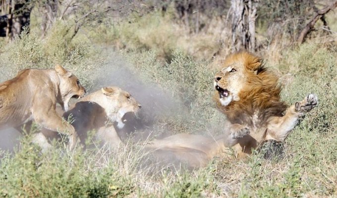 Львицы закатили скандал загулявшему льву (7 фото)