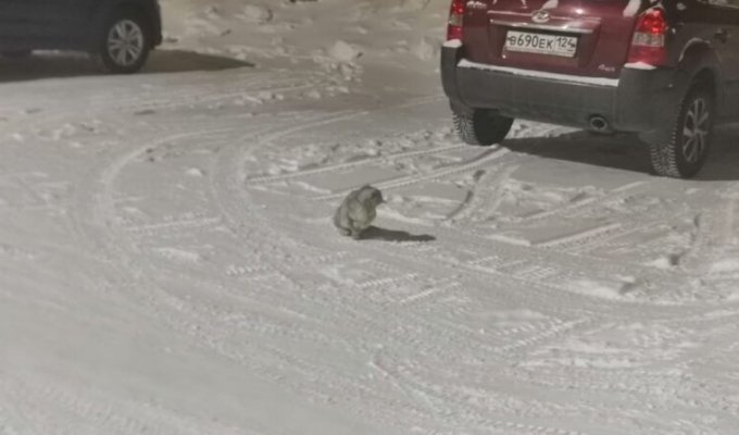 В тридцатиградусный мороз на улице сидела испуганная кошка, которую выгнали из дома (5 фото)