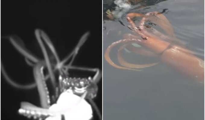 Ученые засняли, как охотится гигантский кальмар (6 фото + 1 видео)