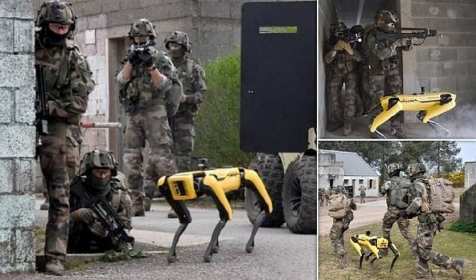 Французская армия приняла на службу робота-собаку (6 фото + 1 видео)