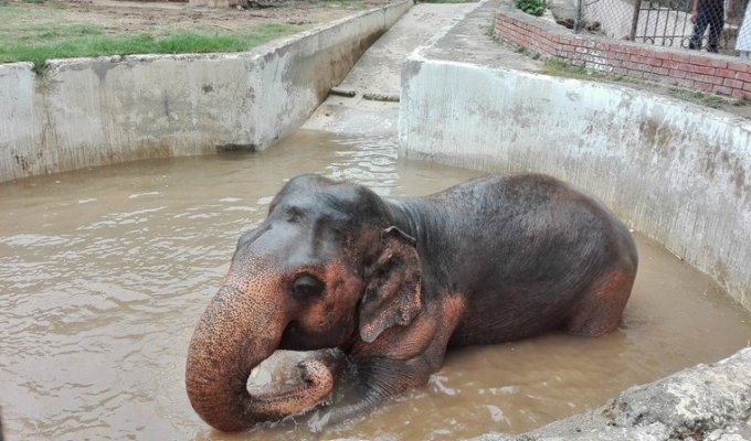 Слон, который провел 30 лет в зоопарке, наконец-то оказался на свободе (7 фото)