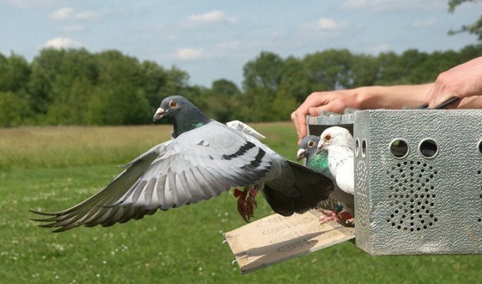 Как почтовый голубь находит дорогу домой? (5 фото)