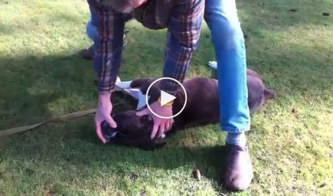 Тренер спас жизнь собаке после остановки сердца  