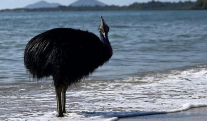 В Австралии заметили самую опасную птицу в мире. Она вышла из океана (5 фото)