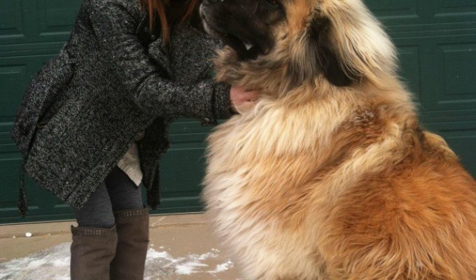 15 собак, которые даже не подозревают о своих размерах (15 фото)
