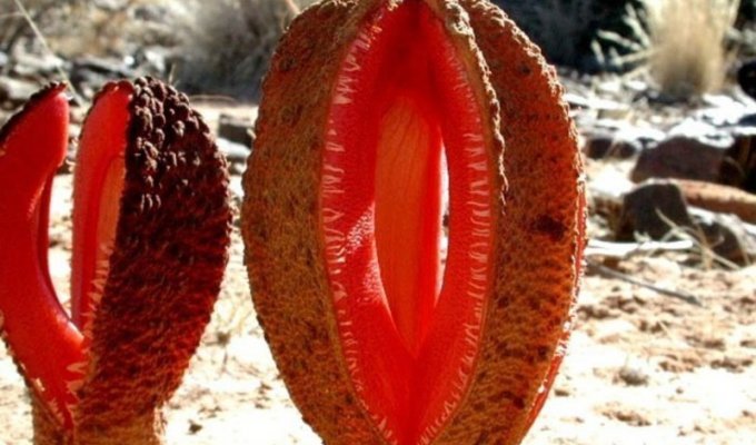 Африканская гиднора – одно из самых странных на вид растений (10 фото)