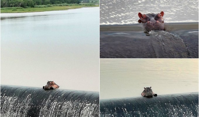Бегемот отдыхает возле водопада (7 фото)