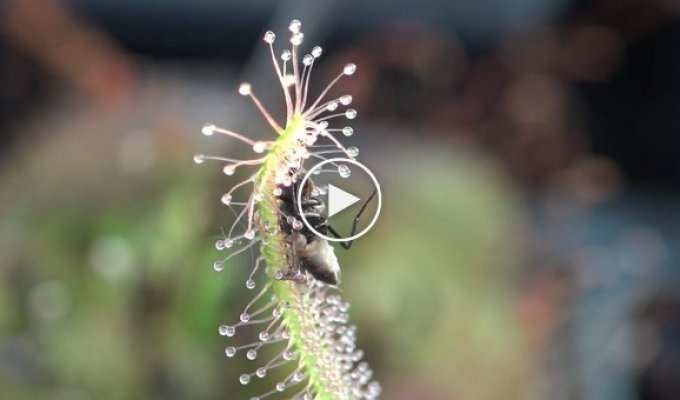 Плотоядное растение поедает муху