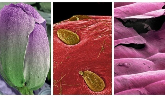 Этот удивительный макромир: невероятные фотографии обычной еды под микроскопом (15 фото)